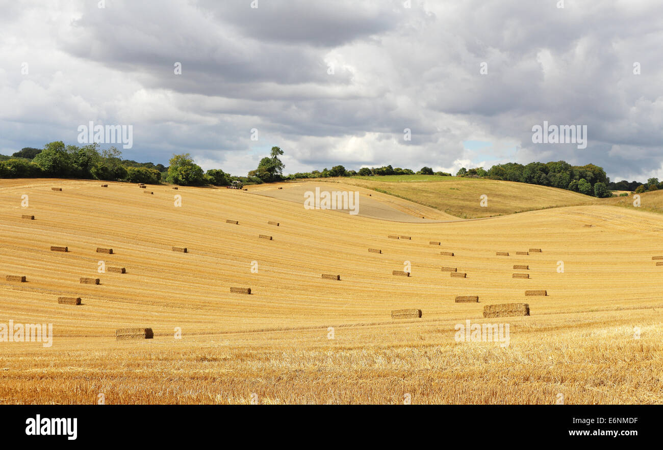 Eine englische Landschaft im ländlichen Raum in den Chiltern Hills mit goldener Weizen Stoppeln Stockfoto