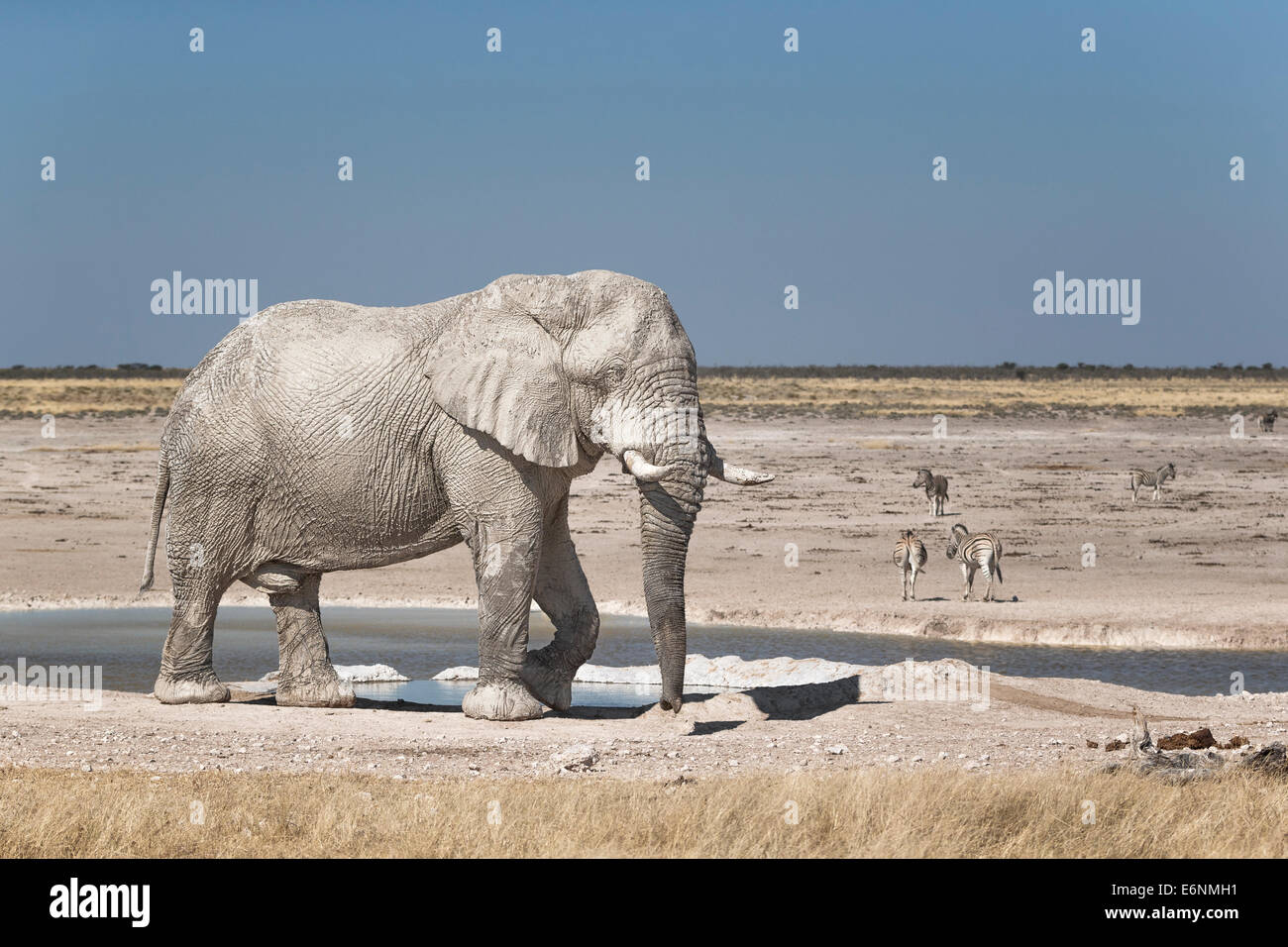 Afrikanischer Elefant (Loxodonta Africana) Bulle vor einem Wasserloch, hinter Zebras. Etosha Nationalpark, Namibia, Afrika Stockfoto