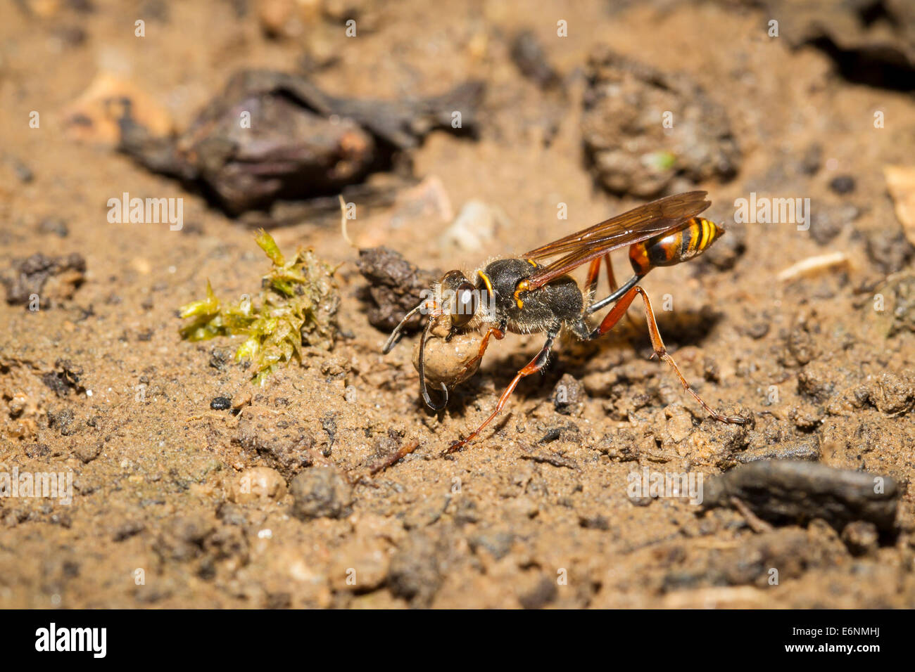 Sceliphron Curvatum Orientalische Mörtelwespe Stockfoto