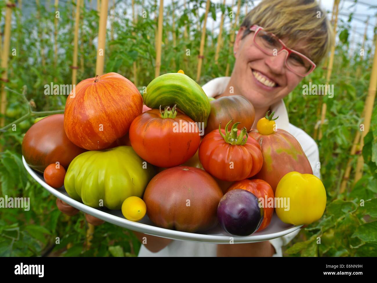 Bornow, Deutschland. 27. August 2014. Benedicta von Branca hält eine Auswahl an Tomaten in ihrem Bauernhof Hof bin Weinberg in Bornow, Deutschland, 27. August 2014. Ihre Kunden rufen sie die Tomate Frau, weil sie 180 verschiedene Sorten von Tomaten wächst. Sie verkauft Tomaten auf den Berliner Wochenmärkten und ihre Internet-Site ist www.tomatenfrau.de. Foto: PATRICK PLEUL/ZB/Dpa/Alamy Live News Stockfoto