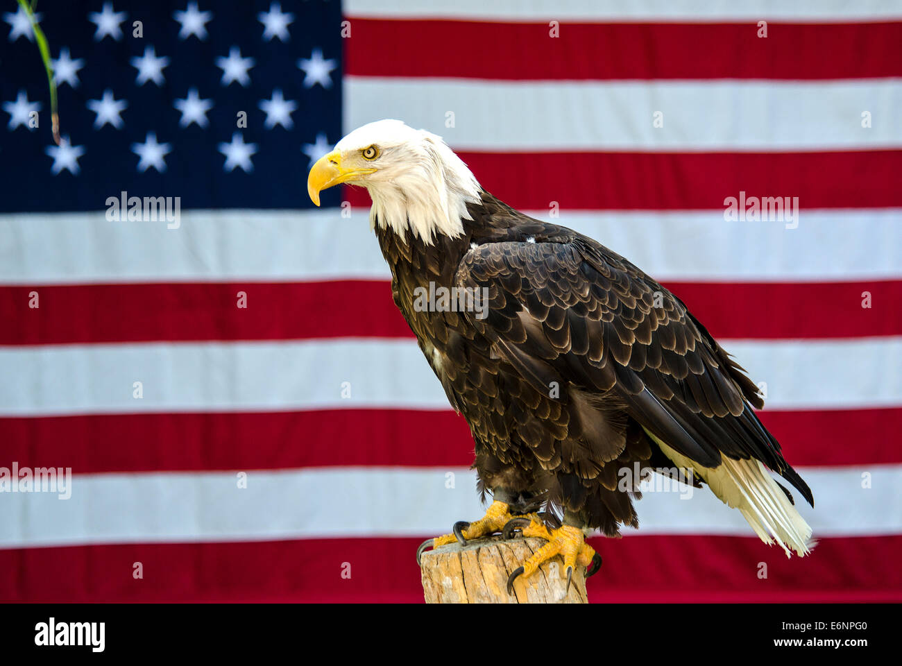 Amerikanische Weißkopfseeadler Haliaeetus Leucocephalus American flag Hogle Zoo Utah USA Stockfoto