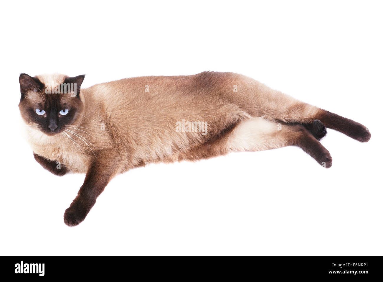 entspannt auf der Seite liegend Siamkatze Stockfoto