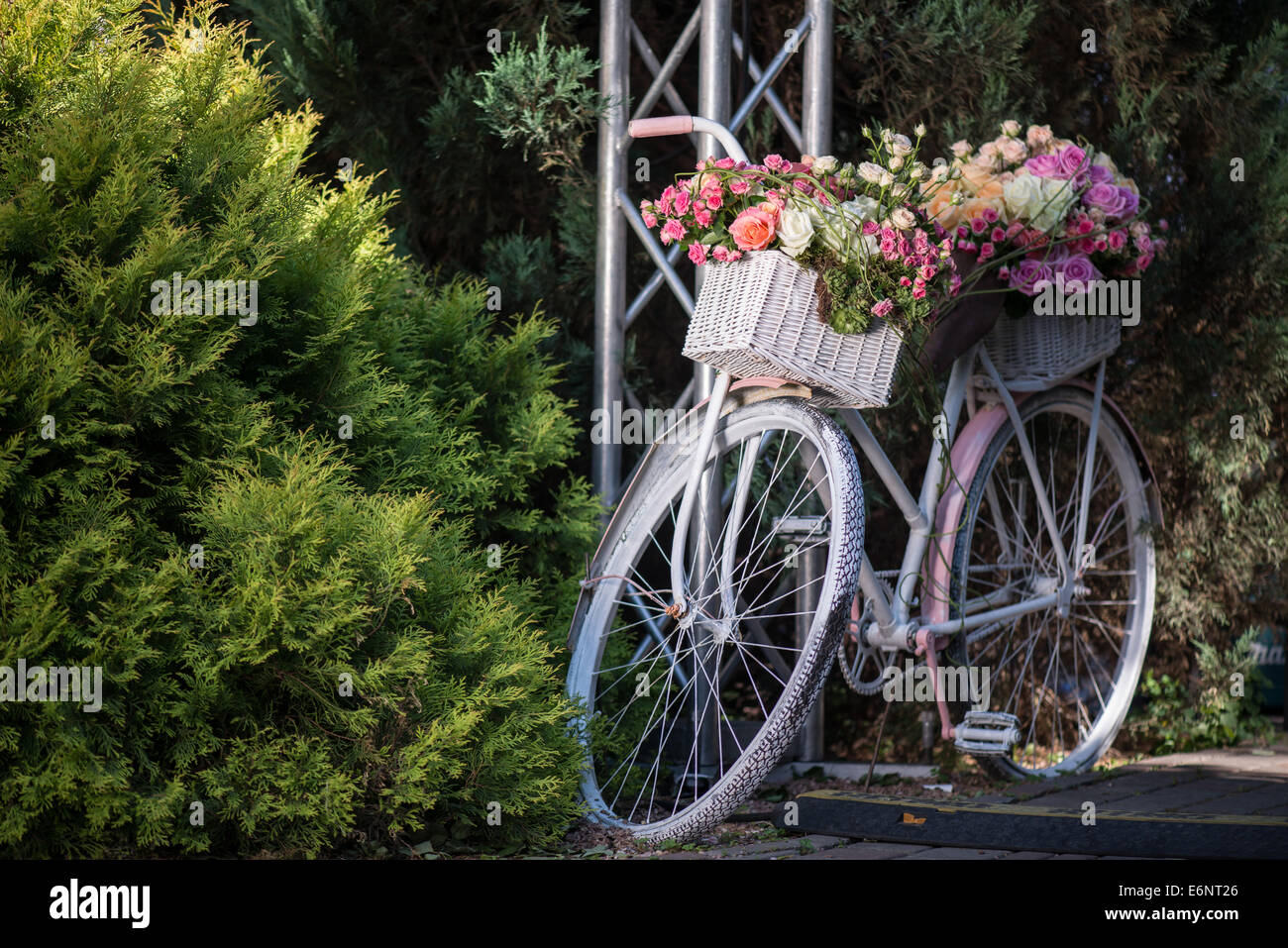 Schönheit der Rosen Stockfoto