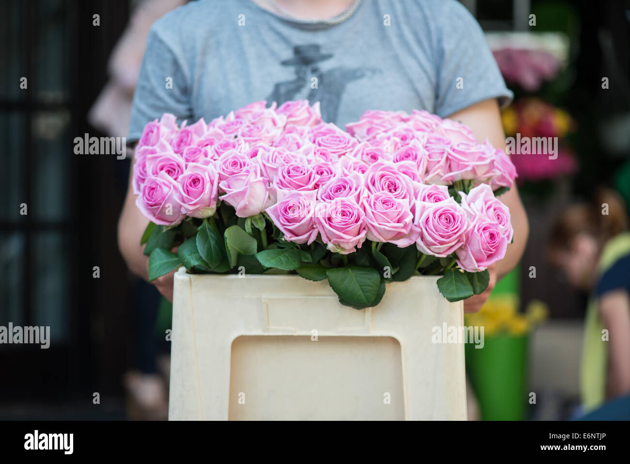 Schönheit der Rosen Stockfoto