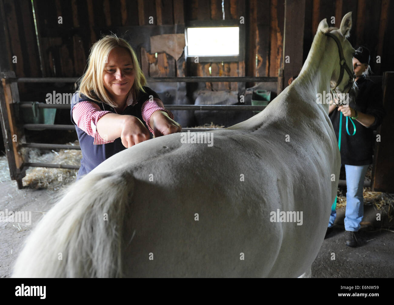 Kubova Hut, Vimperk Region. 28. August 2014. Physiotherapeutin Petra Zelmer hilft Pferden mit verschiedenen Techniken, um ihre körperlichen Probleme zu beheben. Petra Zelmer ist mit Pferd in Kubova Hut, Vimperk Region, Tschechische Republik, 28. August 2014 gesehen. © Vaclav Pancer/CTK Foto/Alamy Live-Nachrichten Stockfoto