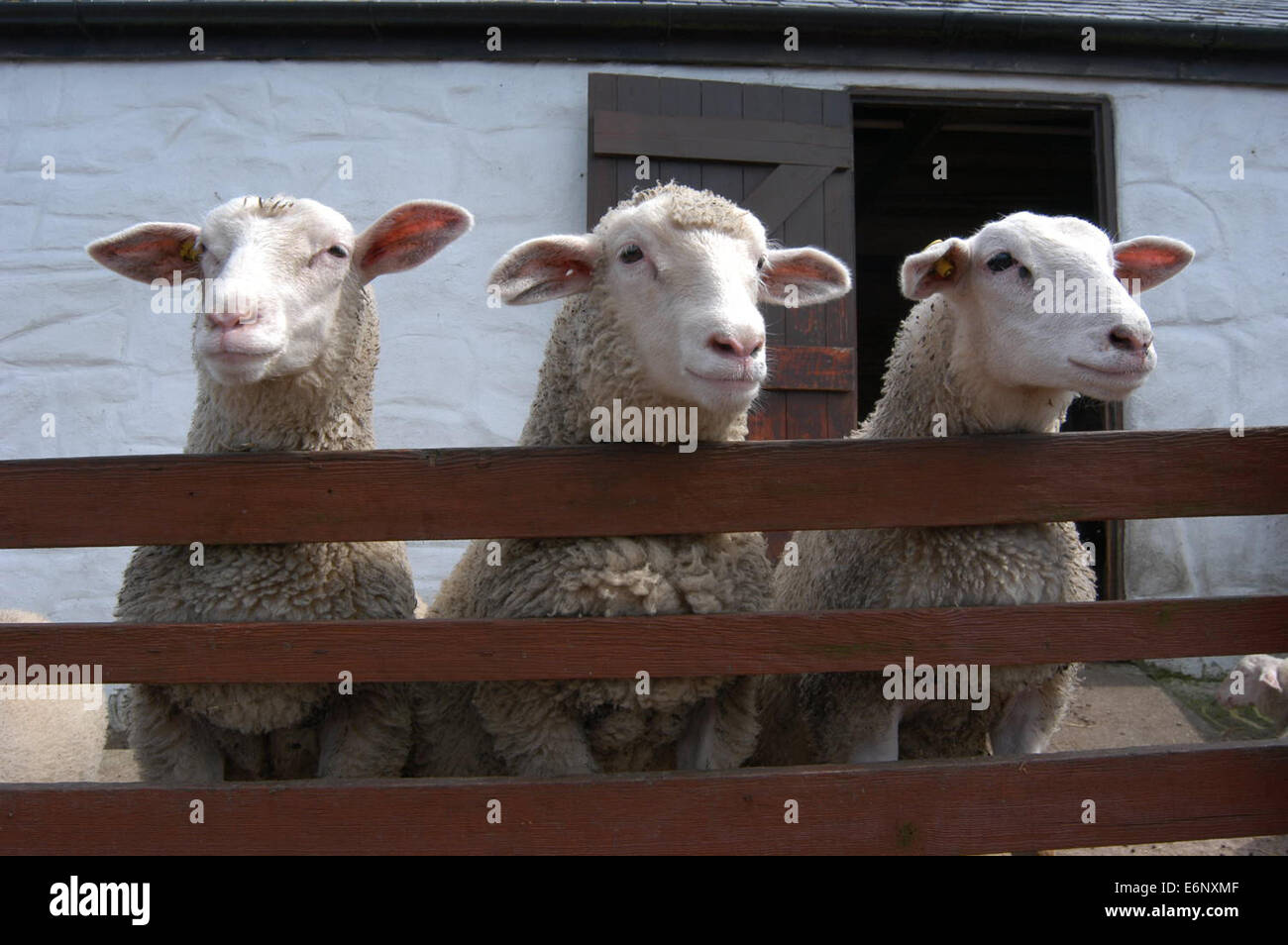 Drei neugierige Schafe mit Blick auf einen hölzernen Zaun alle auf die gleiche Weise Stockfoto