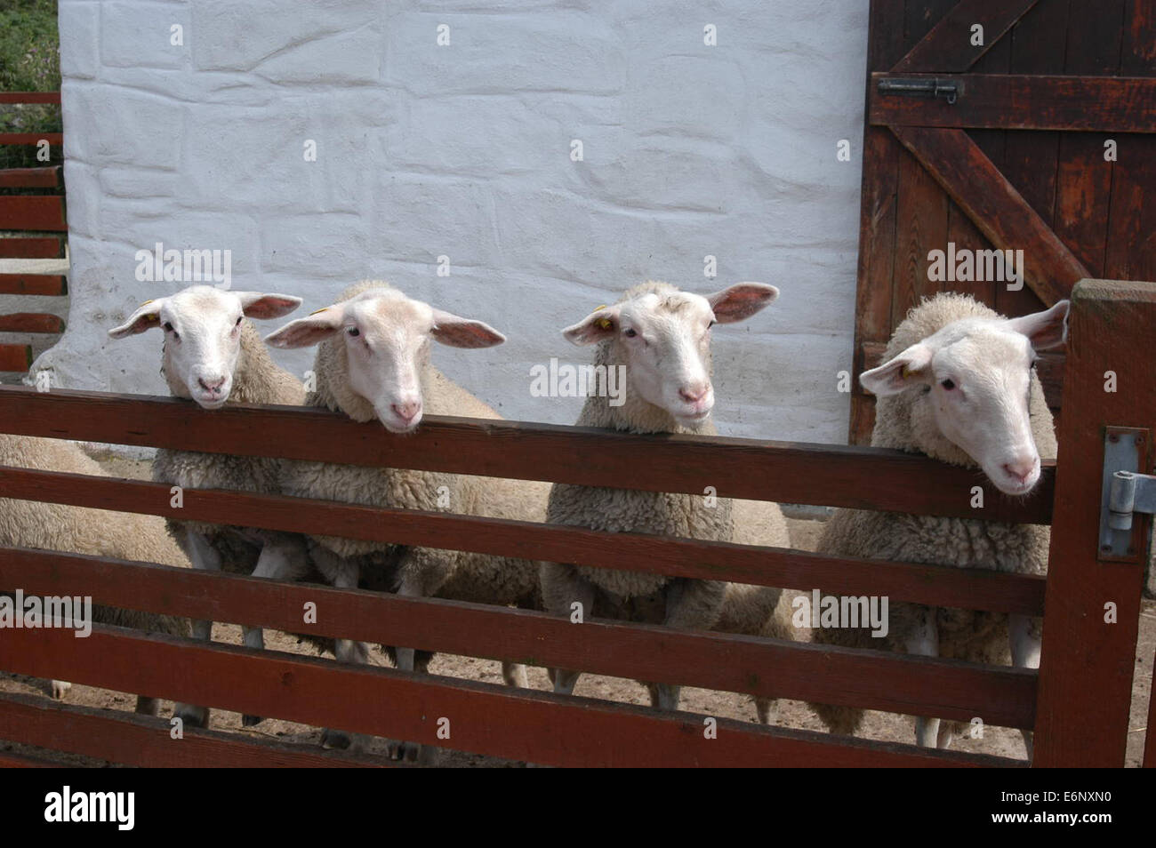 Vier Schafe mit Blick auf einen hölzernen Zaun alle auf die gleiche Weise Stockfoto