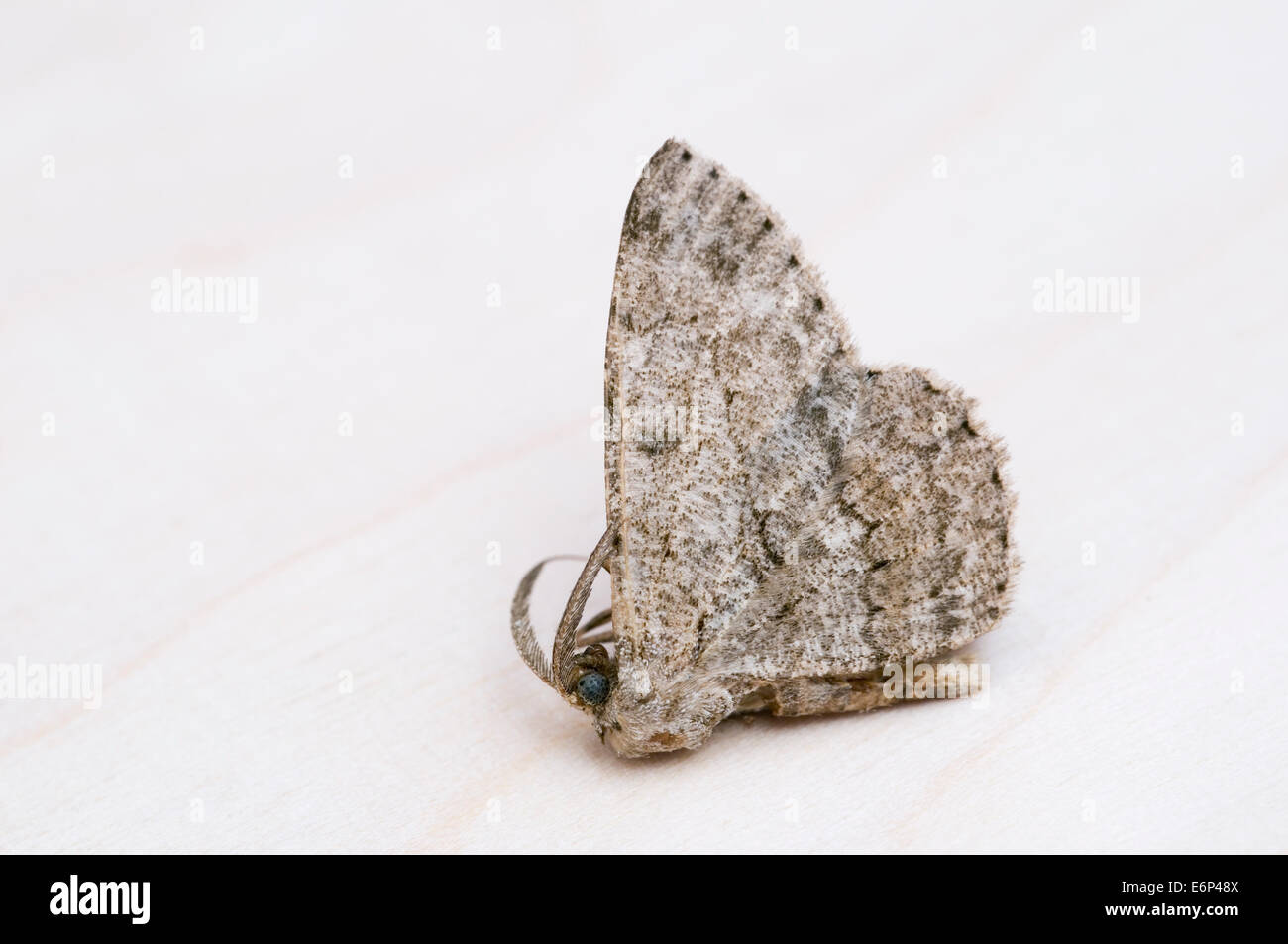 Nachtaktiven Schmetterling / Falter Stockfoto