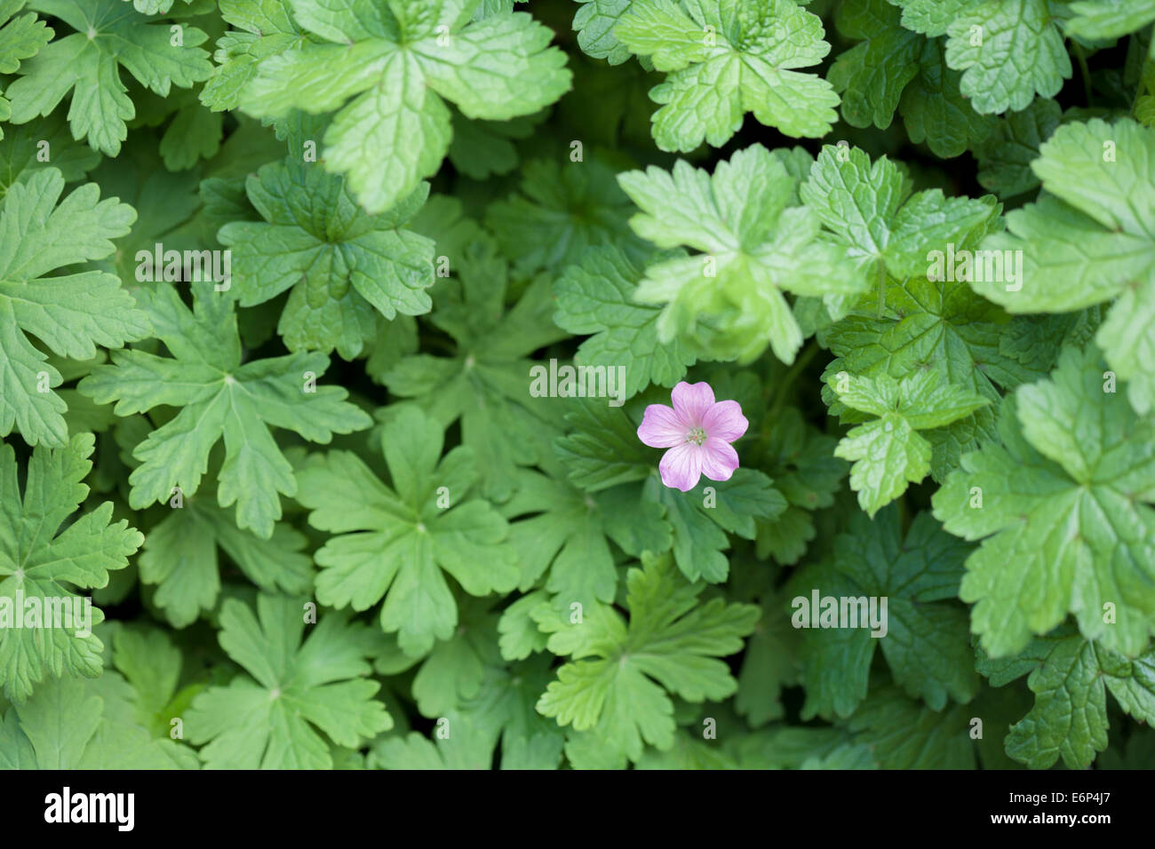 Einzelne rosa Blume umgeben von Laub. Stockfoto