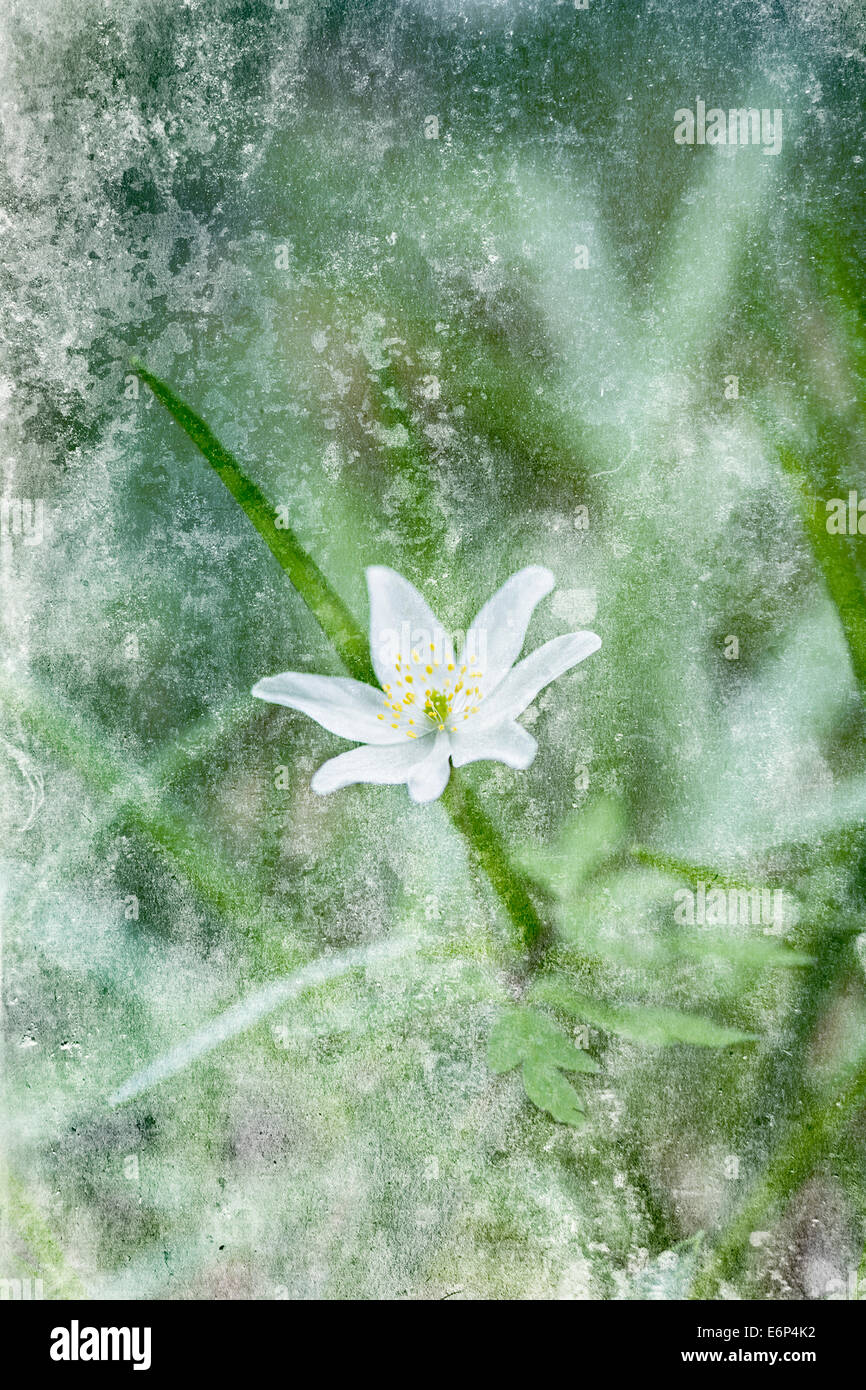 Nemorosa Buschwindröschen Blüte. Stockfoto