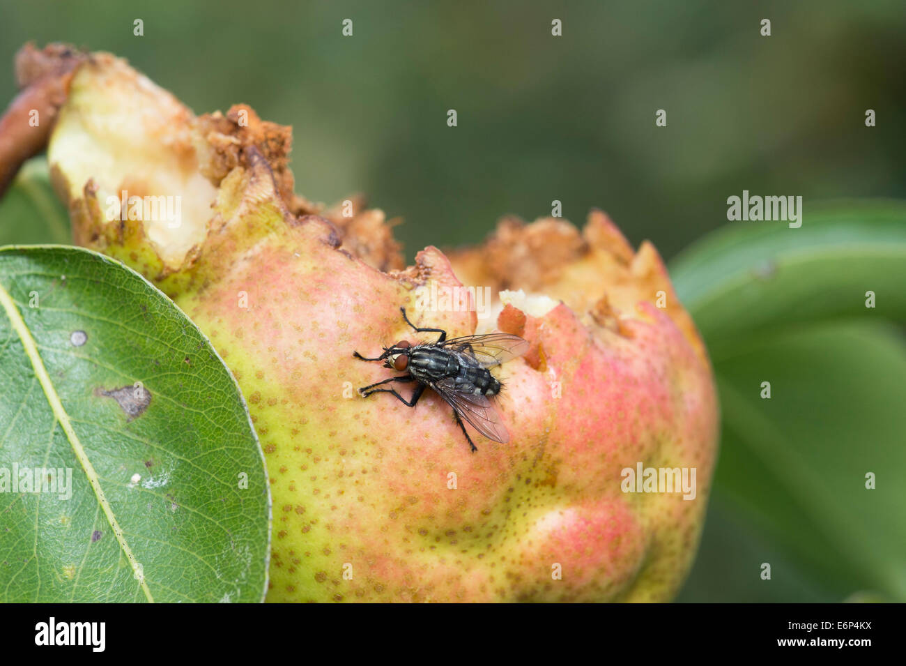 Sarcophaga Carnaria. Gemeinsamen Fleisch Fliege an einem gegessen Birne in einem englischen Garten Stockfoto