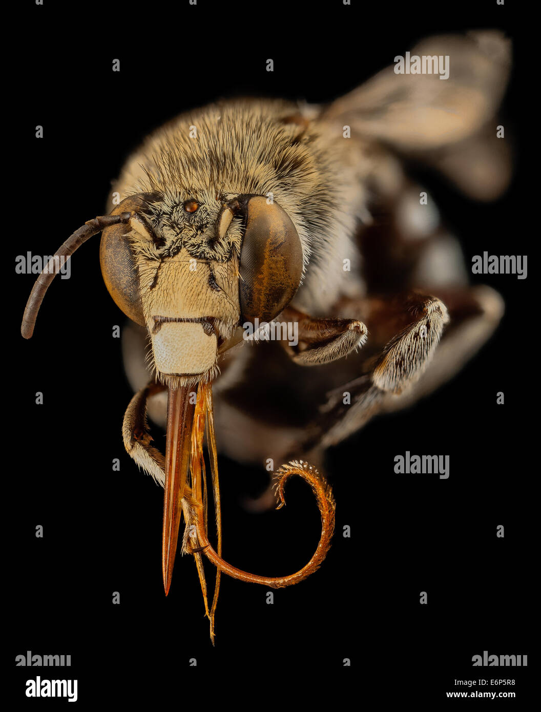 Eine Nahaufnahme einer männlichen Amegilla-Biene mit ihrer langen Zunge, fotografiert in Indien. Diese Art ist bekannt für ihre Rolle bei der Bestäubung, insbesondere bei der Bestäubung bestimmter Pflanzen, die langzüngige Bienen benötigen. Stockfoto