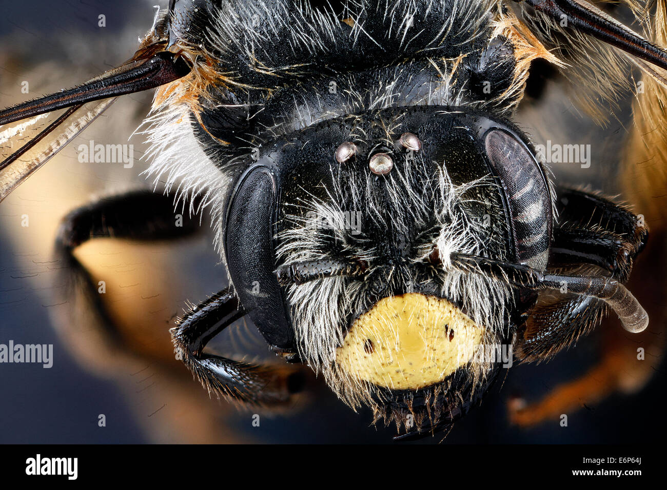 Andrena Aliciae, Weiblich, face 2012-08-07-162757 ZS PMax 7823876872 o Andrena Aliciae, weibliche Andrena Aliciae, Weiblich, face 2012-08-07-16.27.57 ZS PMax Stockfoto