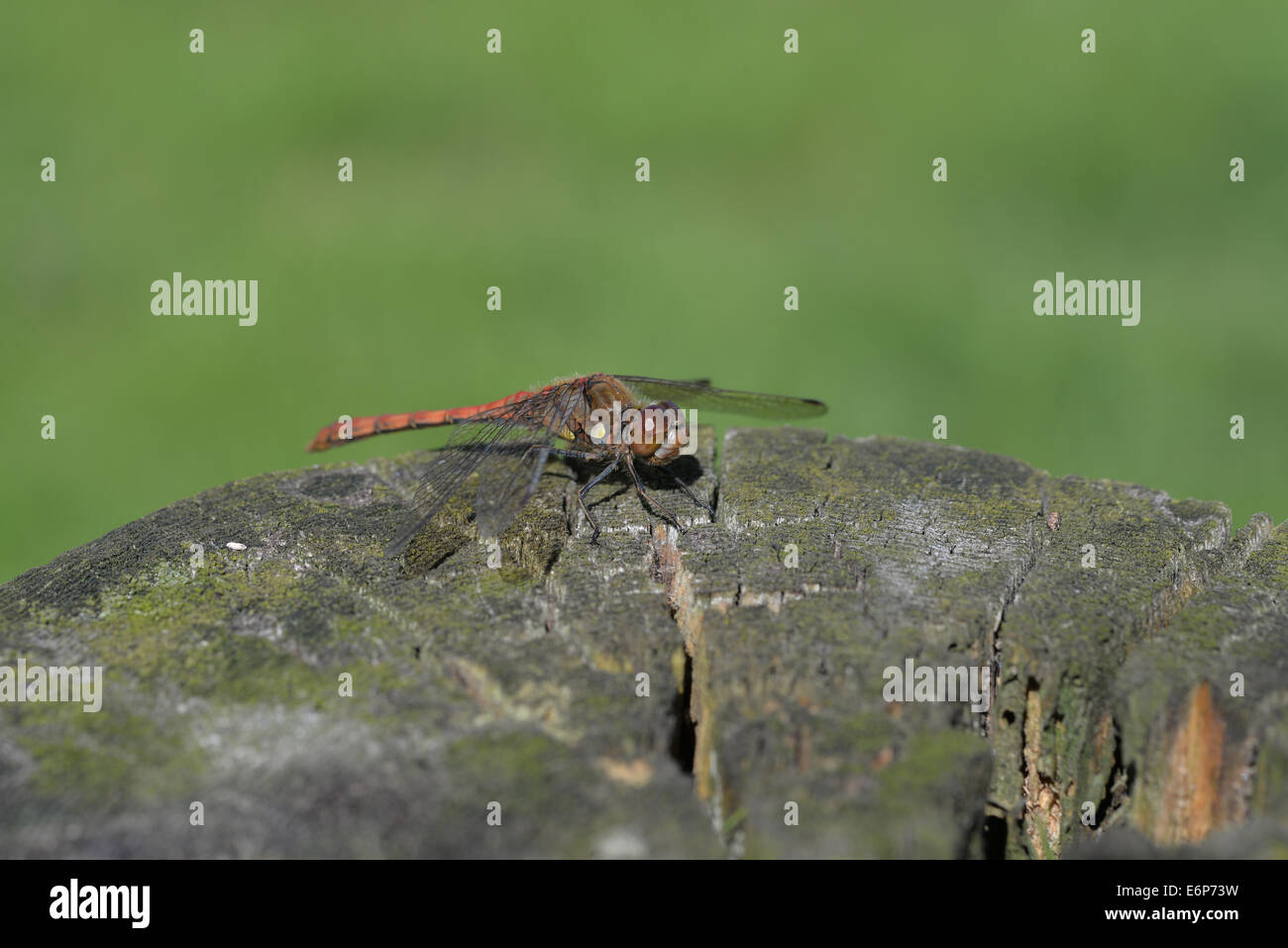 Die Fliege im Naturschutzgebiet sitzt in der Sonne Stockfoto