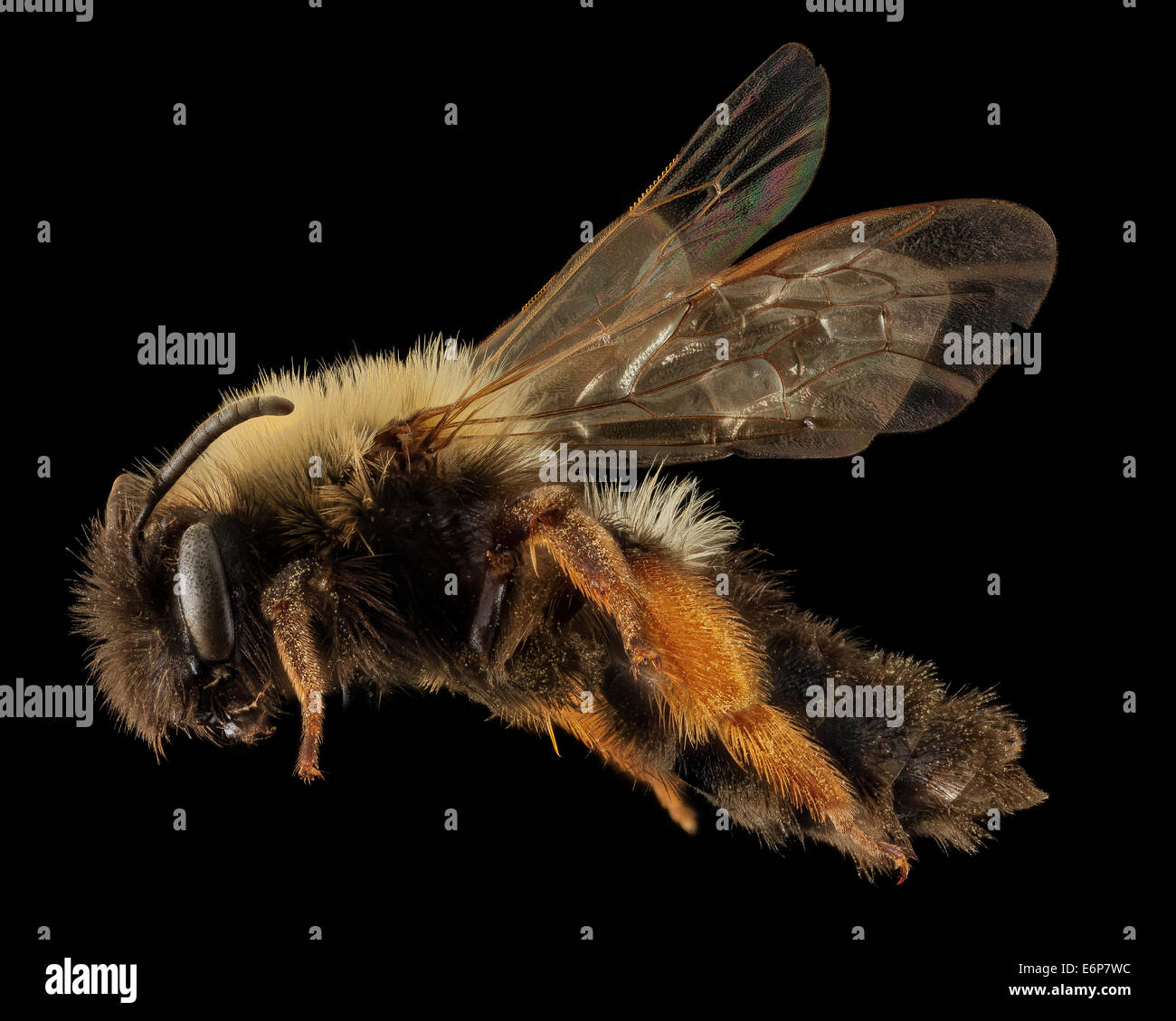 Andrena Clarkella, F, Seite 1, Hancock co 2014-01-06-142045 ZS PMax-Recovered 11840696344 o An Andrena Biene, die weiß wie man Dres Stockfoto