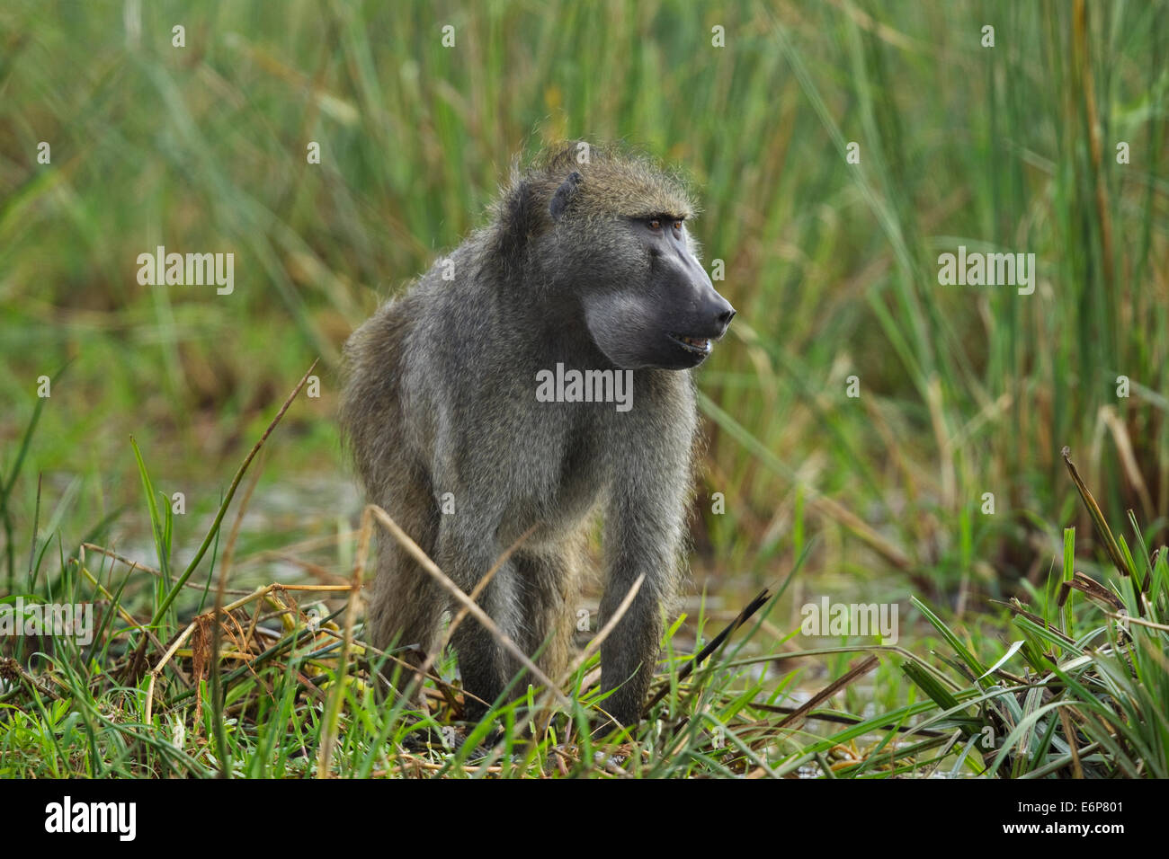 Chacma Pavian (Papio Ursinus), auch bekannt als Cape Baboon beobachten Stockfoto
