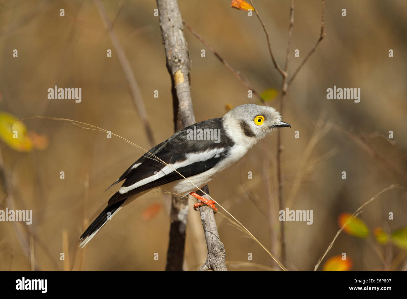 White-crested Helmetshrike (Prionops Plumatus SSP. Poliocephalus), weiße Helmetshrike, Malaconotidae Stockfoto