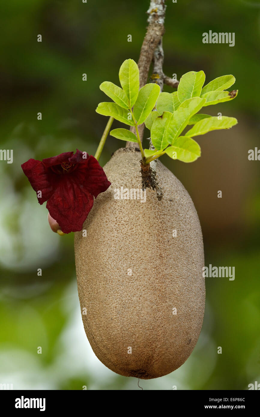 Frucht, Blume und Blatt von Wurst Baum (Kigelia Africana), Stockfoto
