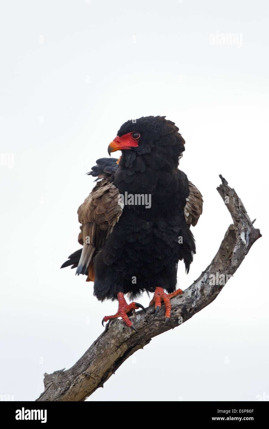 Bateleur (Terathopius Ecaudatus), Accipitridae Stockfoto