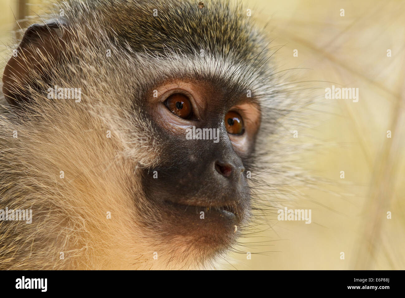 Vervet Affe (Chlorocebus Pygerythrus Pygerythrus) (grüne Aethiops Pygerythrus), Cercopithecidae Stockfoto