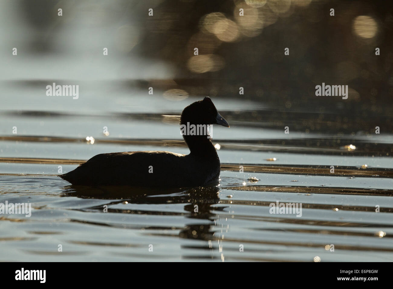 Rot-genoppten Blässhuhn (Fulica Cristata). Rallidae Stockfoto