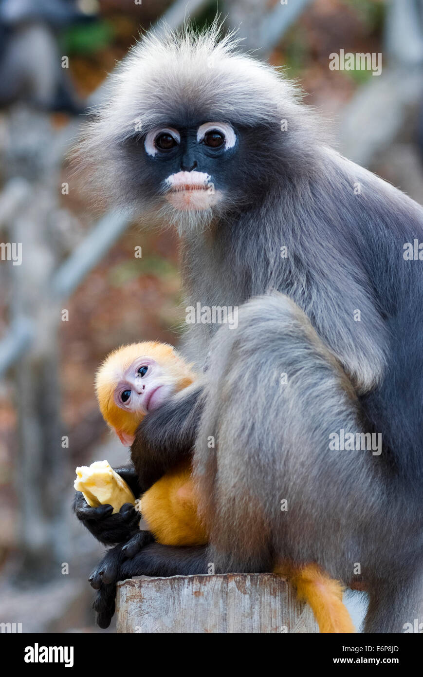 Eine Mutter Dusky Leaf Affen und seine gelbe baby Stockfoto