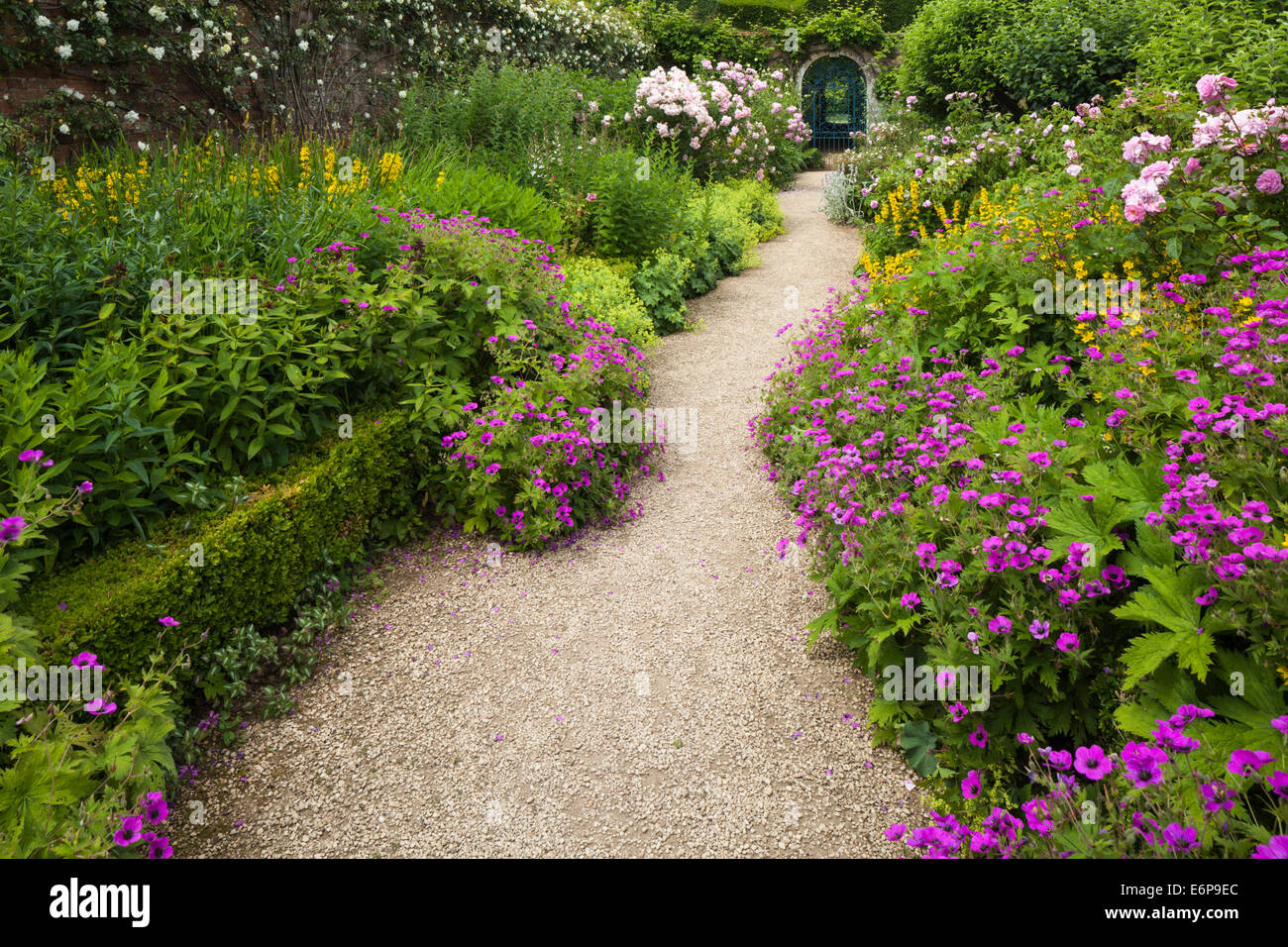 Bunte Staudenrabatten im Frühsommer Linie einen Kiesweg innerhalb der ummauerten Garten Rousham House, Oxfordshire, England Stockfoto
