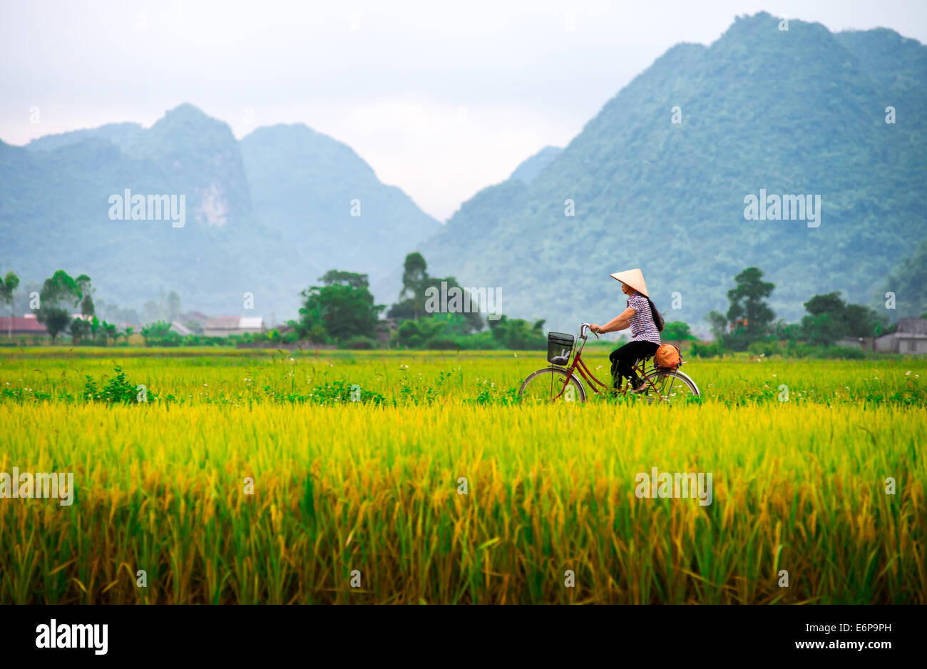 Frau mit dem Fahrrad entlang einem Reisfeld am 13. Juli 2014 in Bac Sohn, Vietnam. Stockfoto