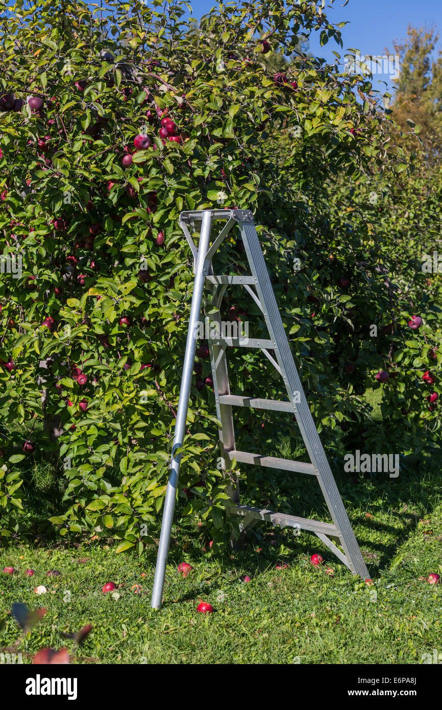 Apfelbaum mit leiter -Fotos und -Bildmaterial in hoher Auflösung – Alamy