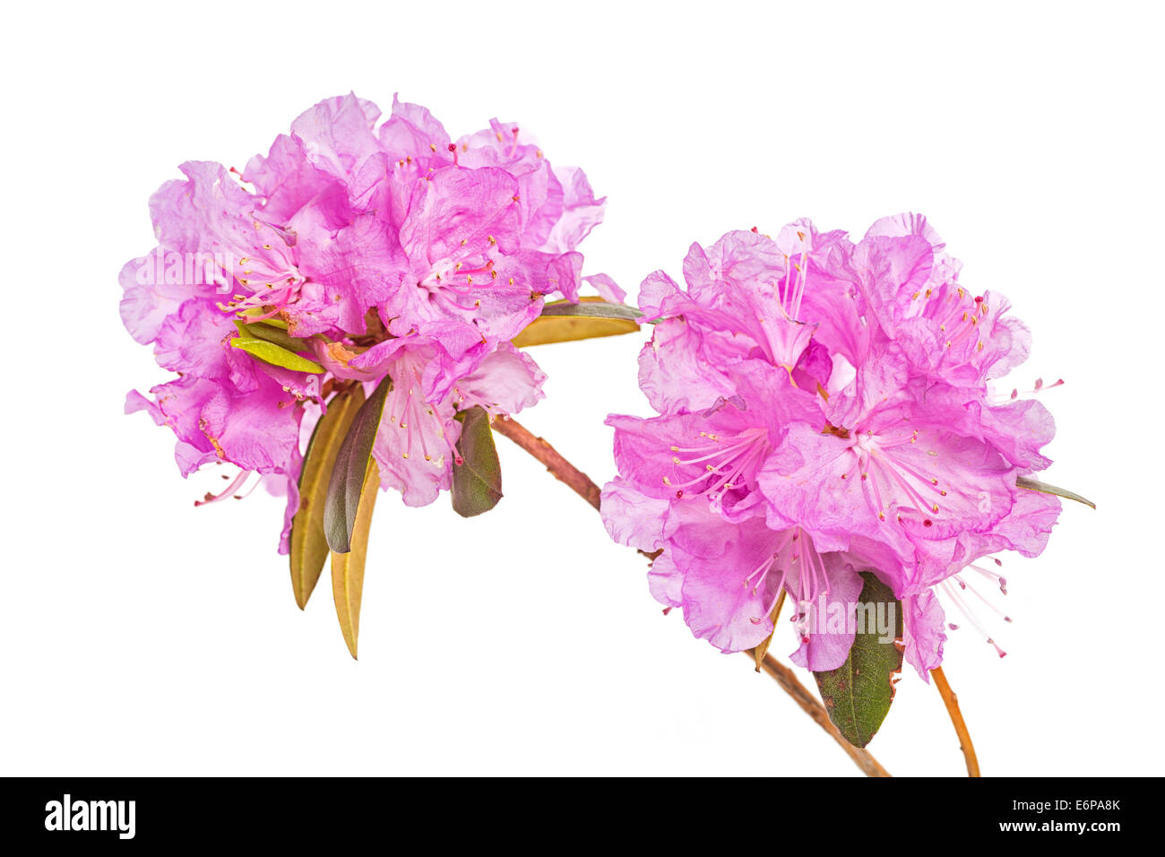 Blüten in den frühen nördlichen Blütenstrauch, der PJM Rhododendron in einer Studioumgebung. Stockfoto