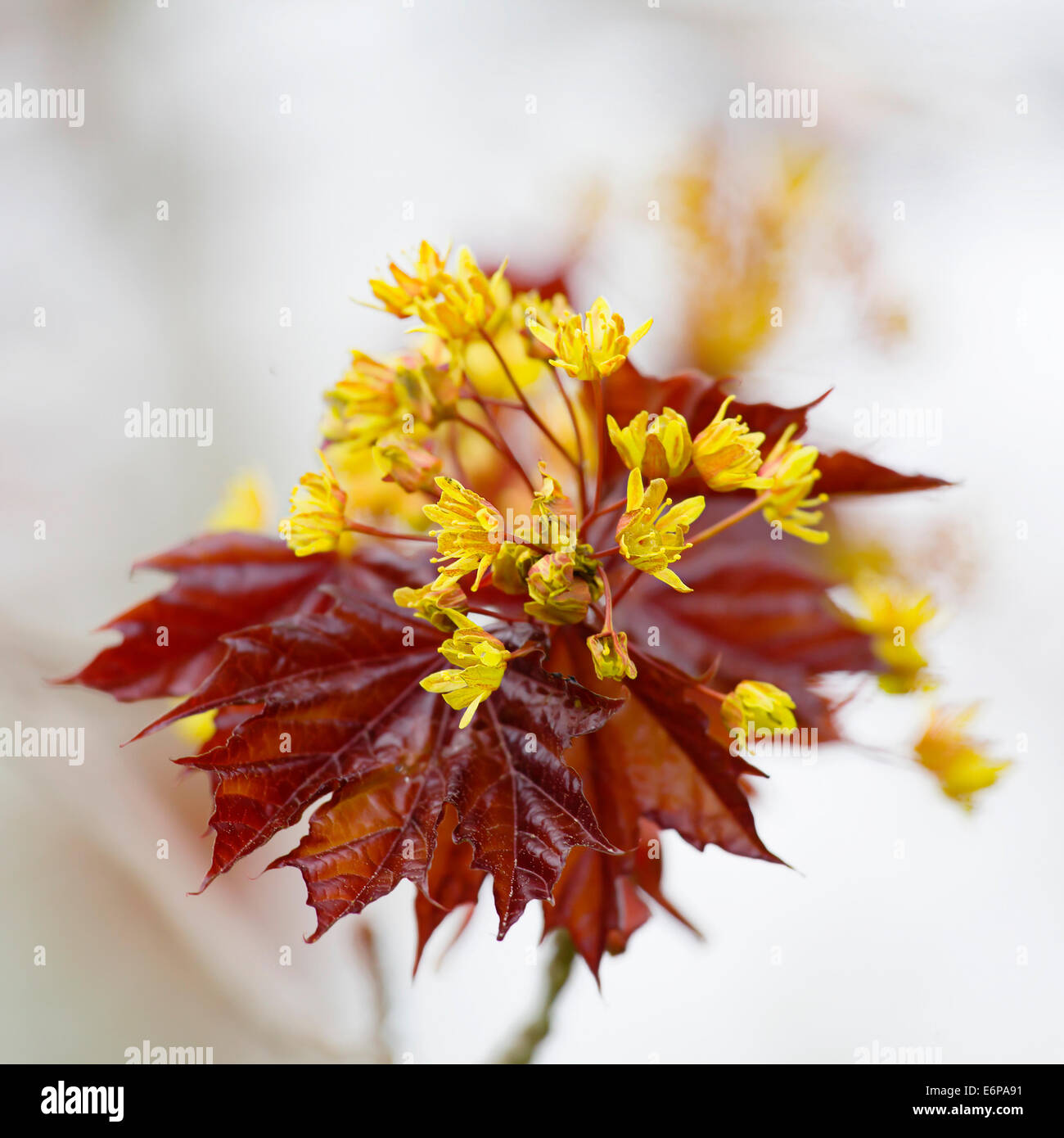 Blume des rot-Ahorn, Acer Rubrum, im zeitigen Frühjahr. Stockfoto