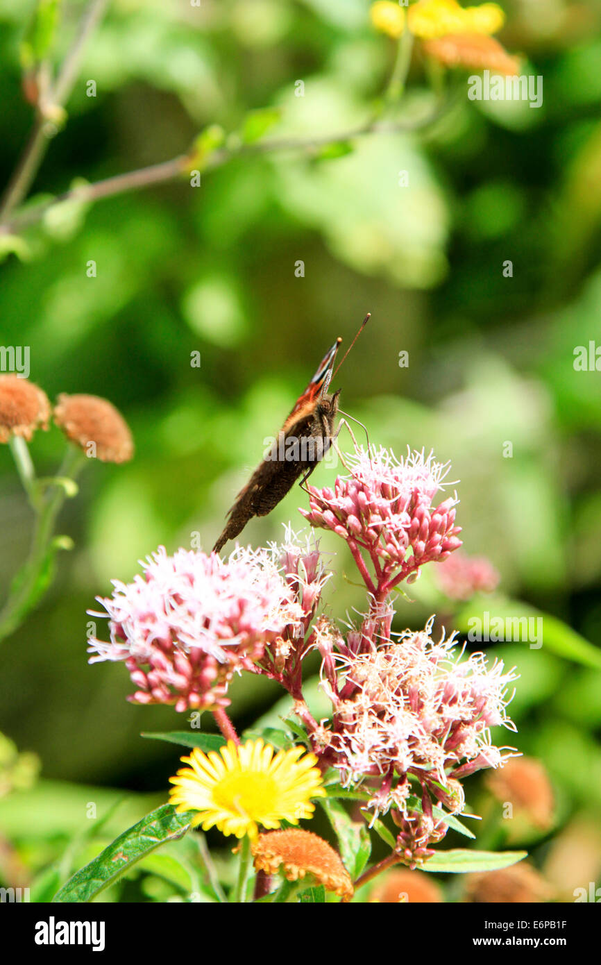 Seitenansicht eines Schmetterlings Red Admiral am Anfang ein wilder Thymian (Thymus Serpyllum) Anlage Stockfoto