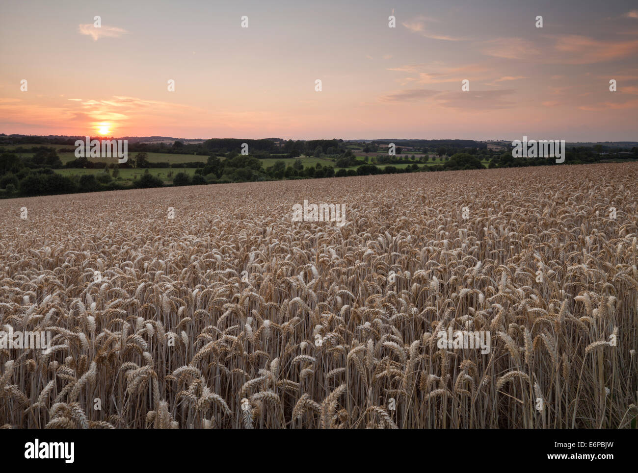 Ein Bereich der gereiften Weizen an den Hängen des Tals Brampton bei Sonnenuntergang in der Nähe von Brixworth, Northamptonshire, England Stockfoto
