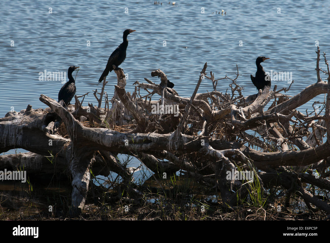 Vögel in Sambia. Von Victoria Falls ist möglich, die nahe gelegenen Botswana zu besuchen. Speziell im Chobe-Nationalpark. Nicht-Singvögel: Stockfoto