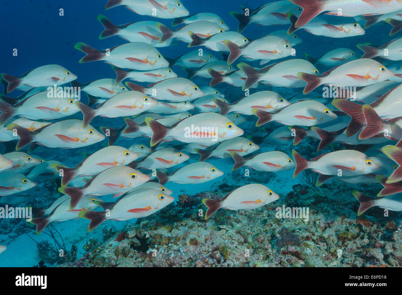 Buckel-Schnapper auf den Malediven, Indischer Ozean Stockfoto