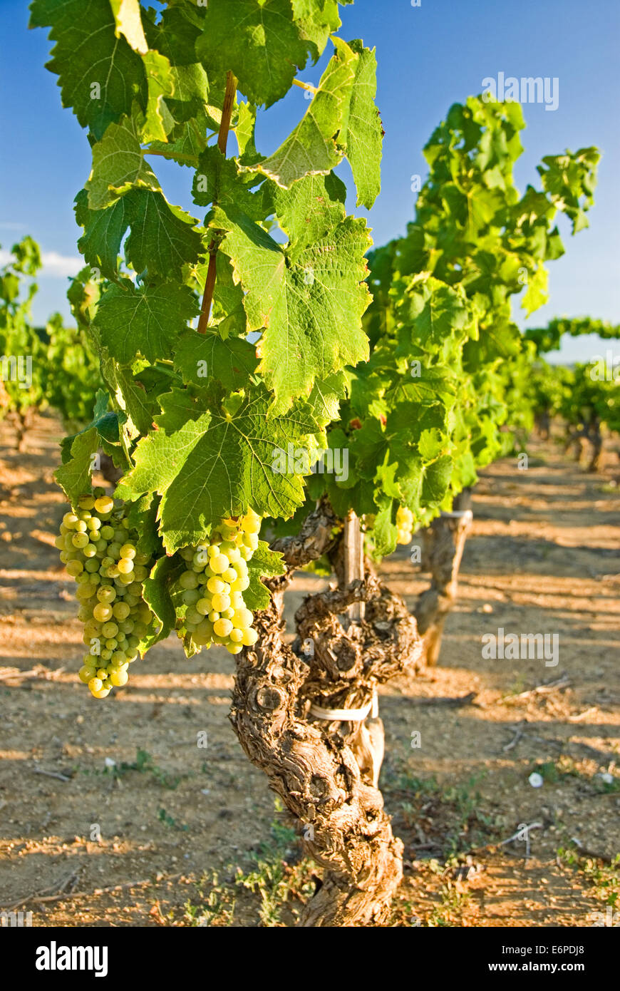 Trauben wachsen auf einem Weinstock in der Languedoc-Roussillon Region Süd-West-Frankreich. Stockfoto