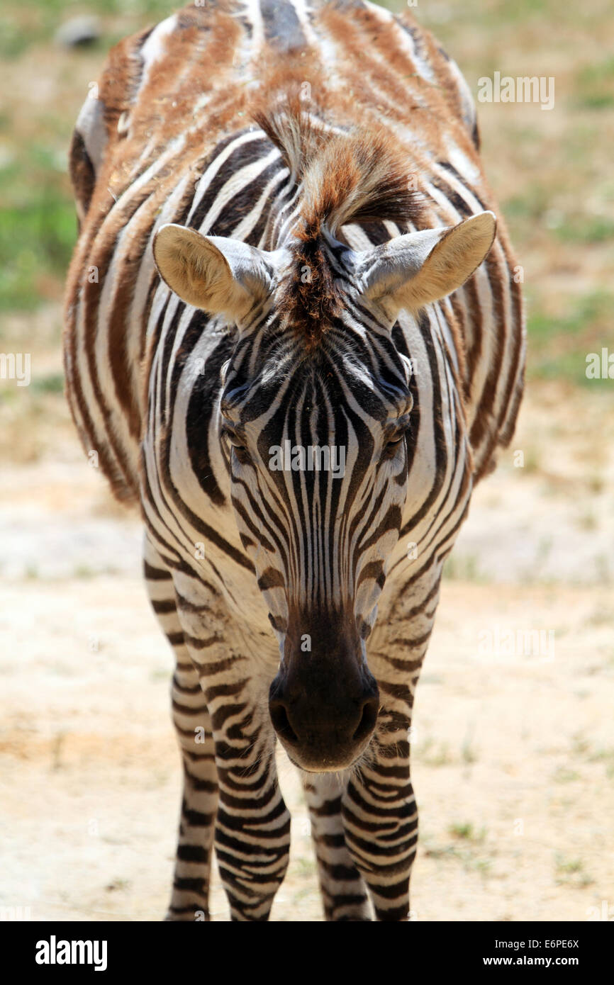 Ein Stipendien-Zebra, Equus Quagga Boehmi, Cape May County Zoo, Cape May, New Jersey, USA Stockfoto
