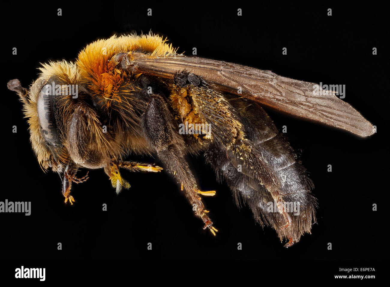 Andrena Lupinorum, Weiblich, side 2012-08-03-164554 ZS PMax 8113258001 o Andrena Lupinorum, Badlands Nationalpark, South Dakota, Pennington County Andrena Lupinorum, Weiblich, side 2012-08-03-16.45.54 ZS PMax Stockfoto