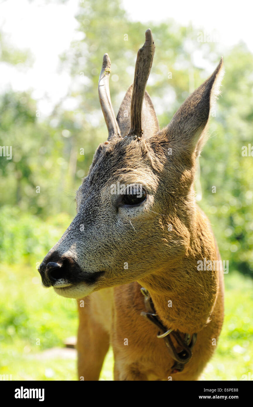 Porträt von männlichen Reh mit Hörnern im Kragen Stockfoto