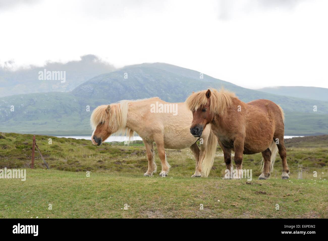 Zwei seltene wilde Eriskay Ponys wandern die schottische Landschaft auf einem Nebelhaften, bewölkten Tag auf South Uist, Schottland Stockfoto