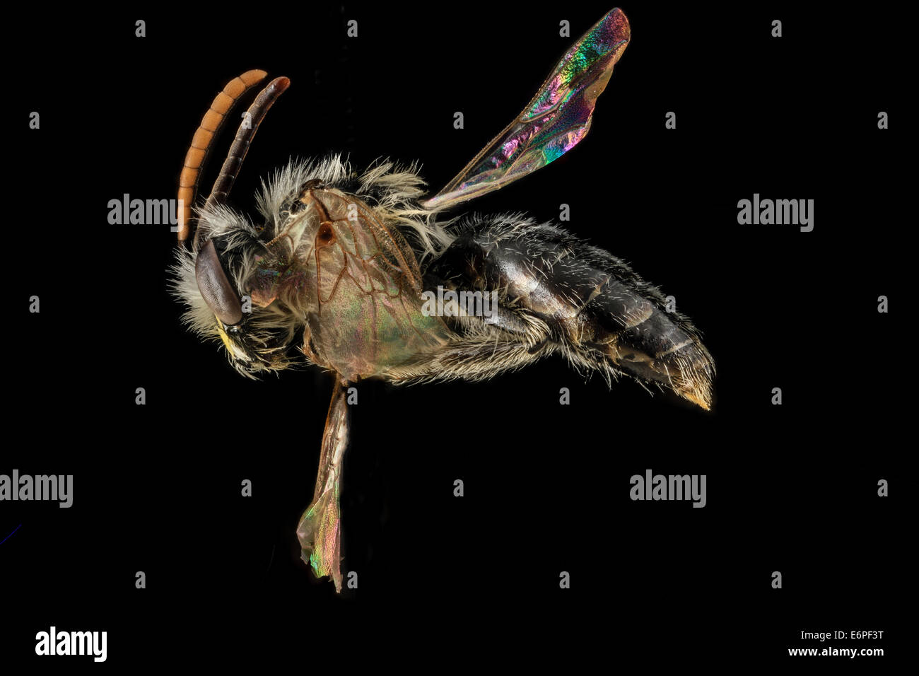 Andrena Nida, M, Seite, Maryland, Calvert County 2013-05-21-175135 ZS PMax 14742831785 o gezogen von Unwohlsein Falle Schlamm, dieser li Stockfoto