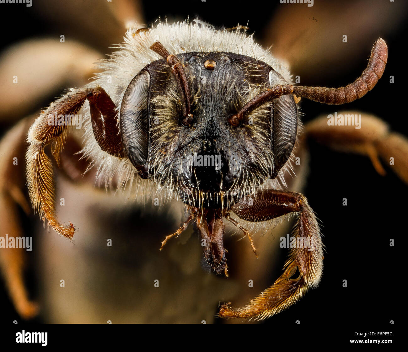 Andrena Uvulariae, F, Gesicht,  2012-10-26-113233 ZS PMax 8126498199 o Andrena Uvulariae, Weiblich, vor kurzem war dieser Spezies bekannt, nur von der Art, sondern arbeiten von Mike Arduser, Joan Milam, und John Ascher führten Ortung zusätzliche Proben entlang der Stockfoto