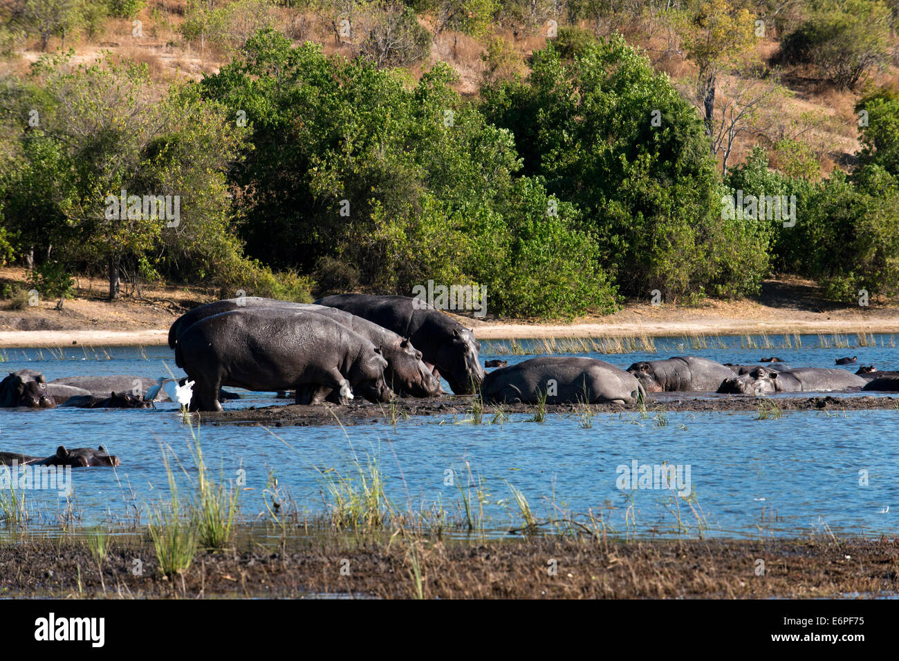 Von Victoria Falls ist möglich, die nahe gelegenen Botswana zu besuchen. Speziell im Chobe-Nationalpark. Flusspferde sind massive Kreaturen usu Stockfoto