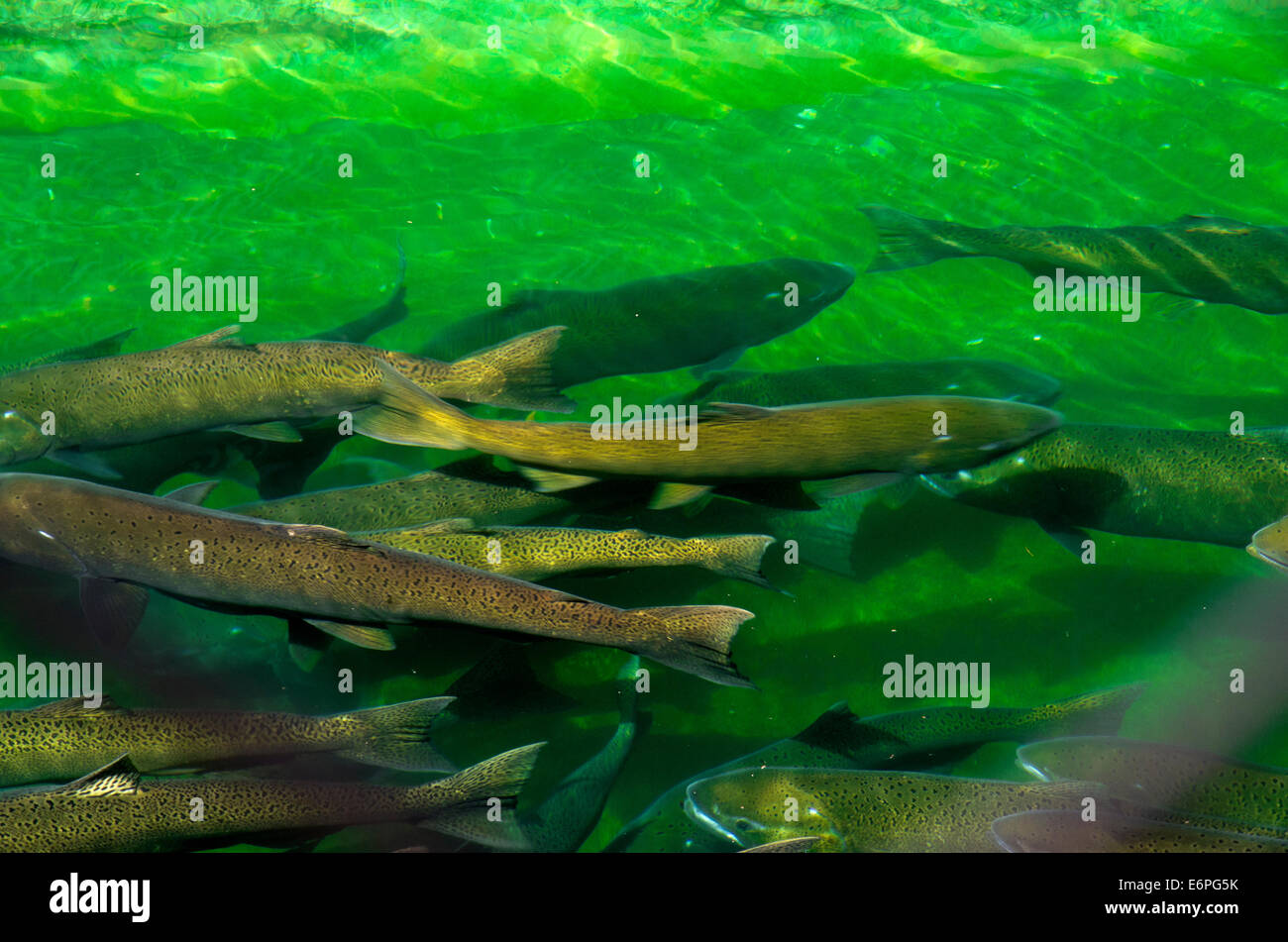 Sägezahn Fish Hatchery Junglachsen im Tank, genommen durch Maschendrahtzaun schwimmen Stockfoto