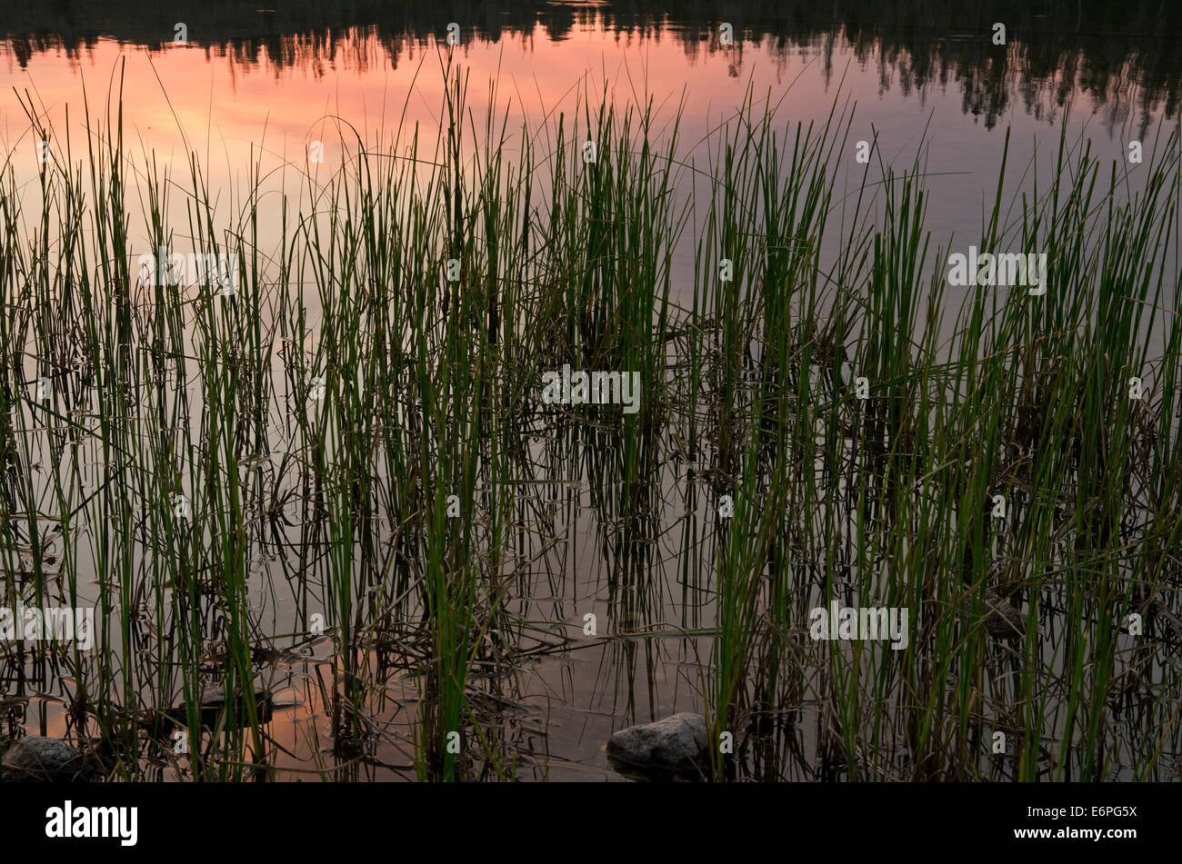Hohe Gräser am Rand des Sees mit Sonnenuntergang spiegelt sich im Wasser. Stockfoto