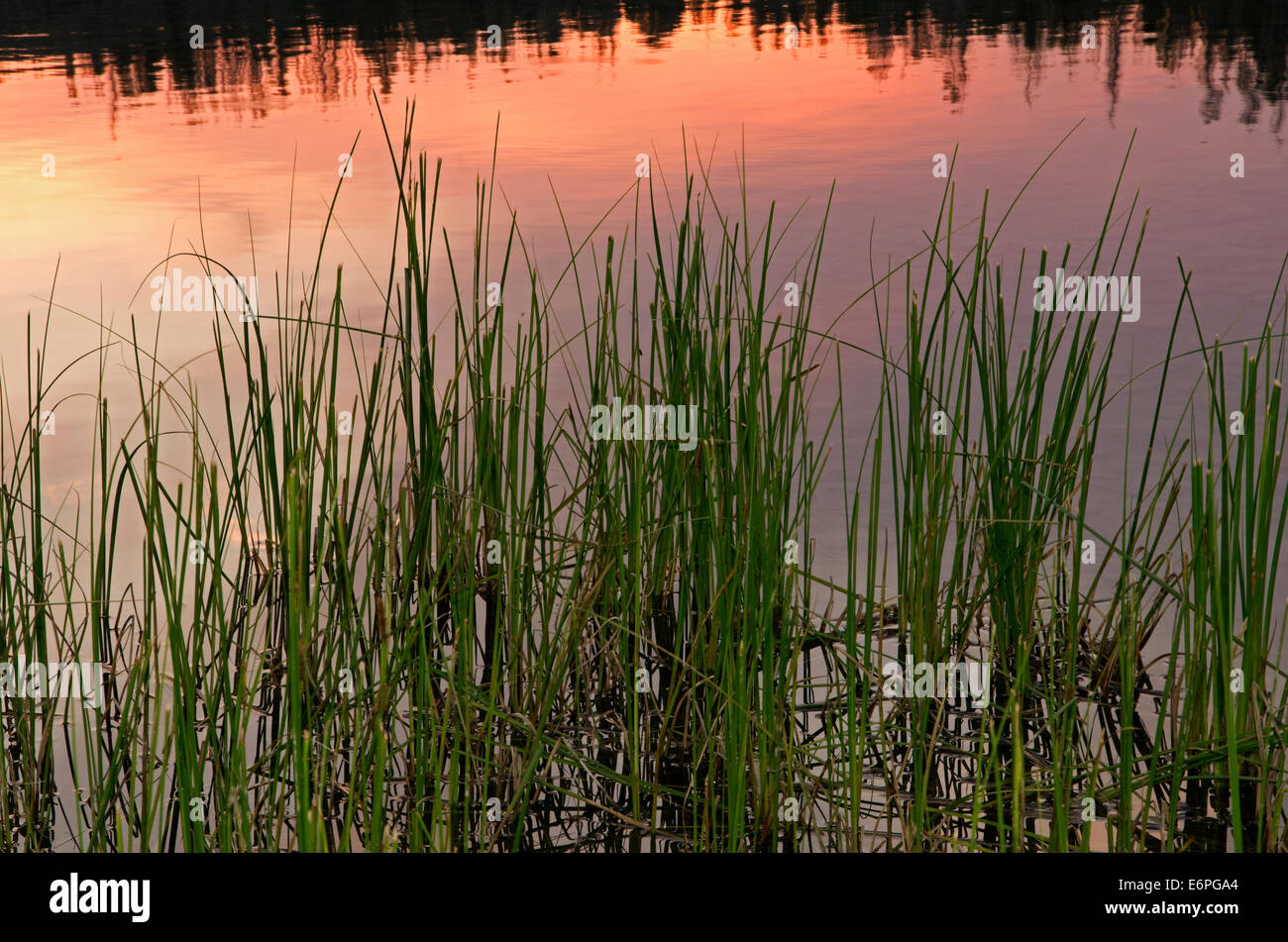 Hohe Gräser am Rand des Sees mit Sonnenuntergang spiegelt sich im Wasser. Stockfoto