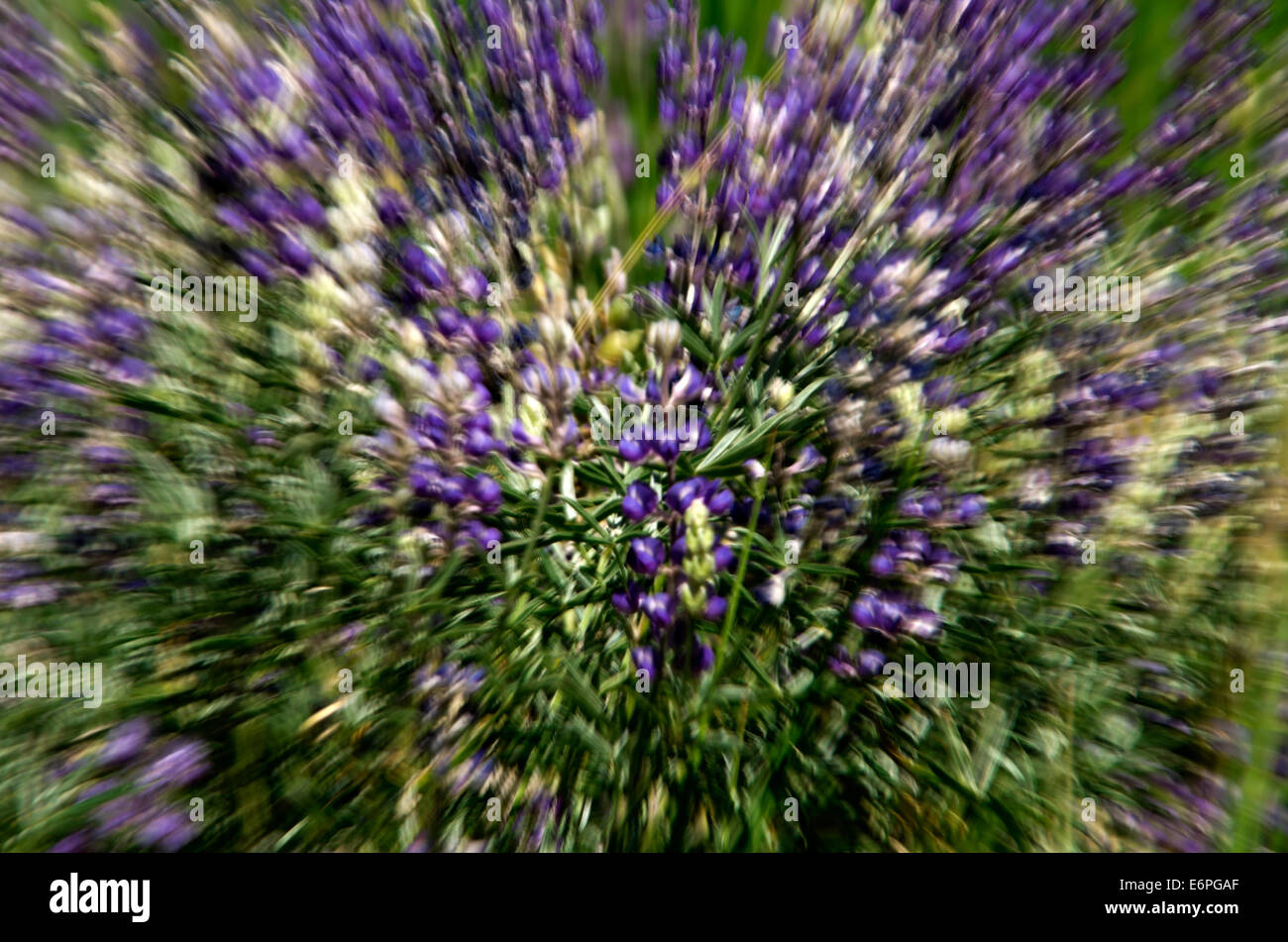 Lupine Blüte, Snap Zoom, lila, Wild im Wald aartistic Stockfoto
