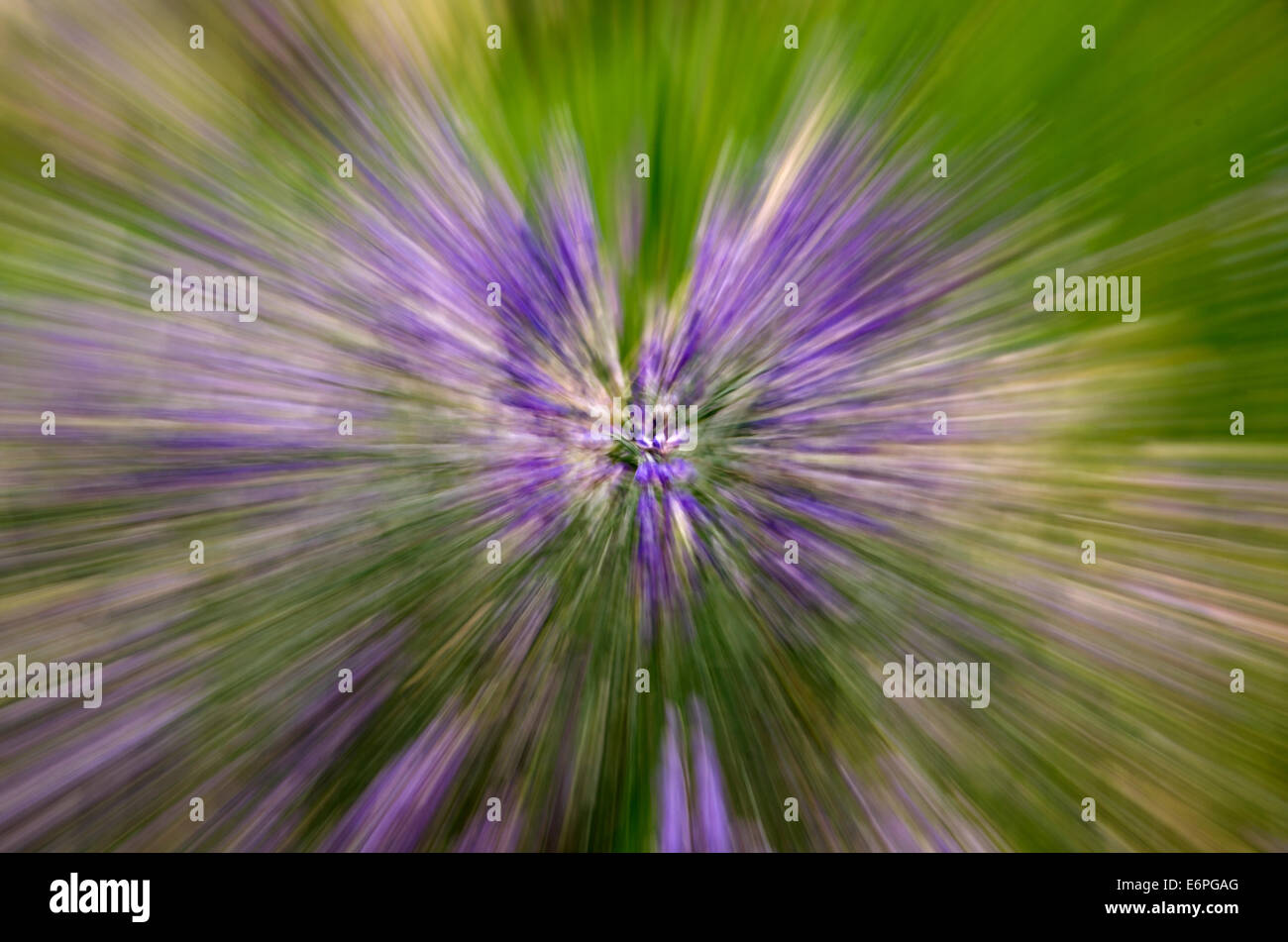 Lupine Blüte, Snap Zoom, lila, Wild im Wald künstlerisch Stockfoto