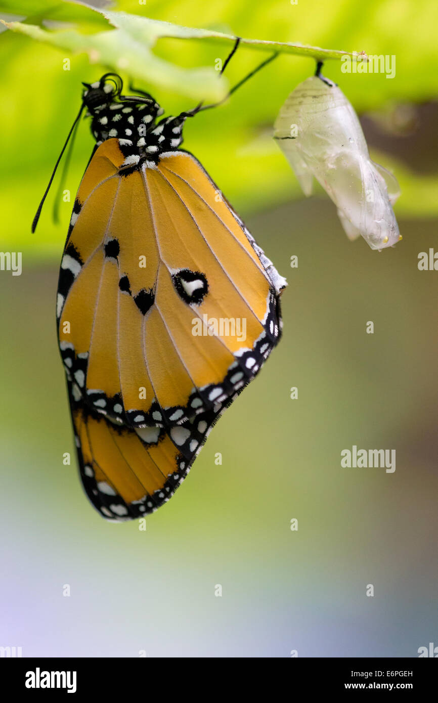 Ein Plain Tiger Schmetterling (Danaus Wachen) bläst seine Flügel nach dem Austritt aus der Puppe. Stockfoto