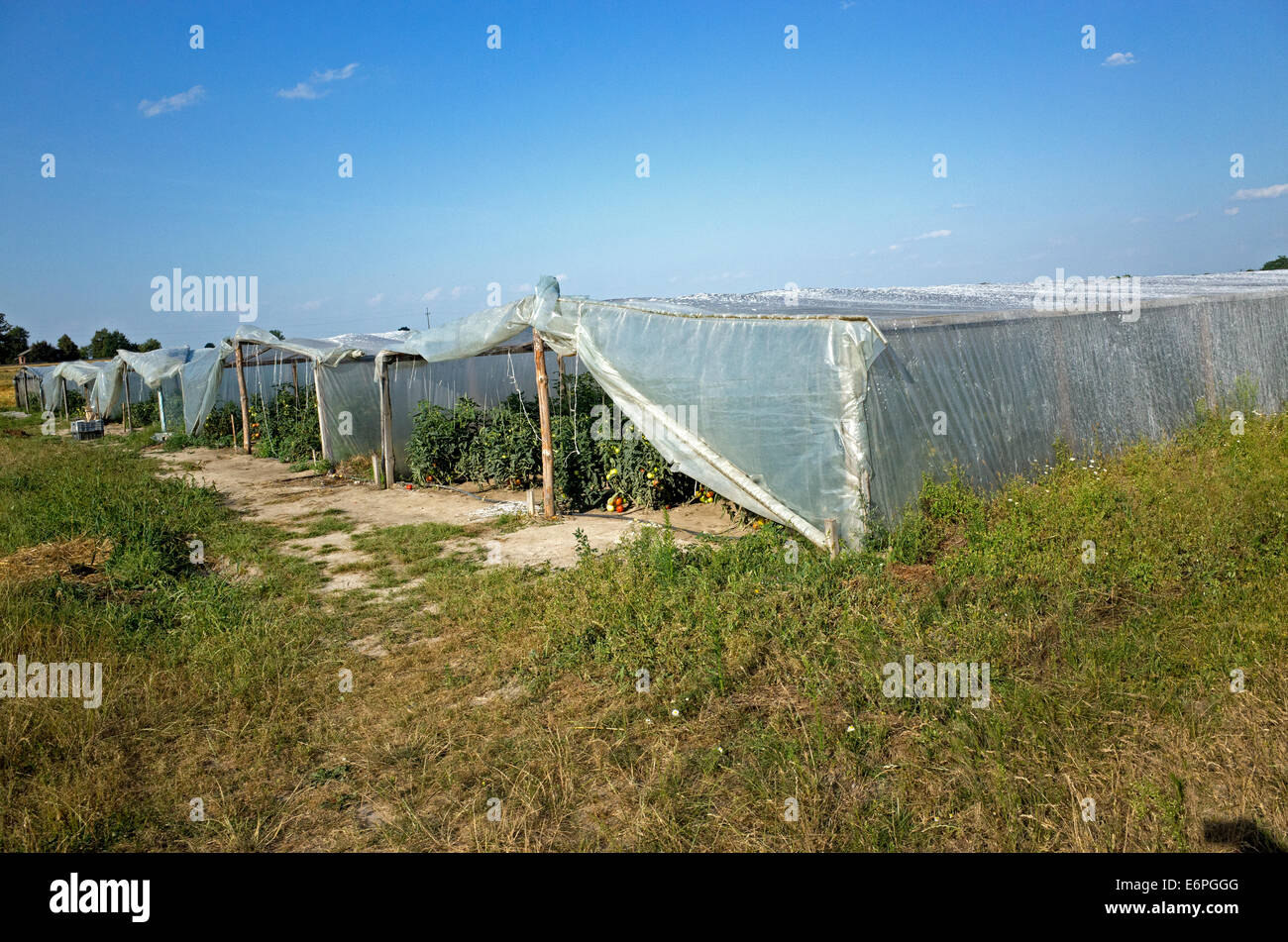 Traditioneller Bauernhof umgewandelt für die moderne Landwirtschaft mit Masse Tomatenproduktion unter lange Kunststoff Zelten. Zawady Polen Stockfoto